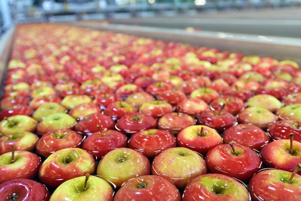 Äpfel in einem großen Transportband gefüllt mit Wasser bei der industriellen Lebensmittelherstellung.